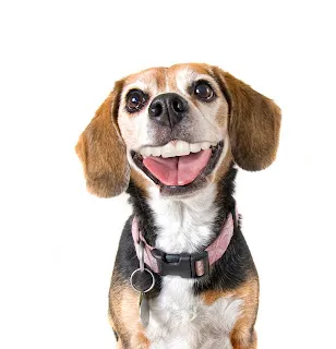 32919 tooth whitening seattle image2