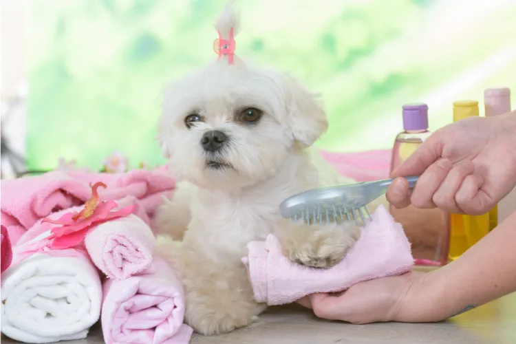32927 maltese dog grooming tips